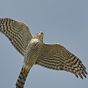 Eurasian Sparrowhawk  "Accipiter nisus"